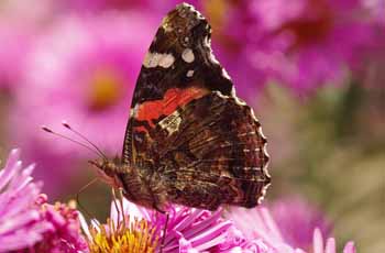 手机号轰在线轰炸免费下载