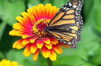 短信轰在线轰炸