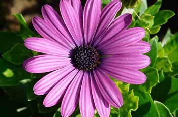 安卓短信轰炸机